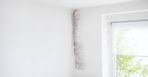 Best Mold Remediation for Healthcare Facilities  in Media, PA